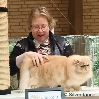TICA SGCA / JuCH Silverdance Whiskey On Ice