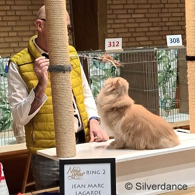 TICA SGCA / JuCH Silverdance Whiskey On Ice
