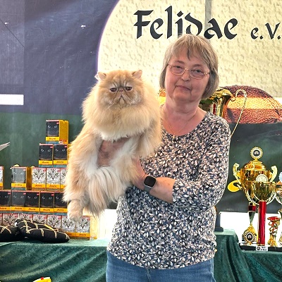 TICA SGCA / JuCH Silverdance Whiskey On Ice