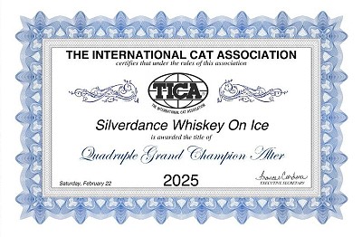 TICA Show Silverdance Persians