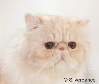 TICA RW QGC / EC Silverdance Xavier On Ice